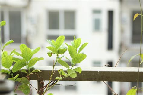 種植果樹|108種北部適合種的水果樹指南：讓您輕鬆實現果園夢。